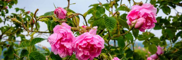 Close,Up,Of,A,Bulgarian,Rose,(rosa,Damascena),Near,Karlovo